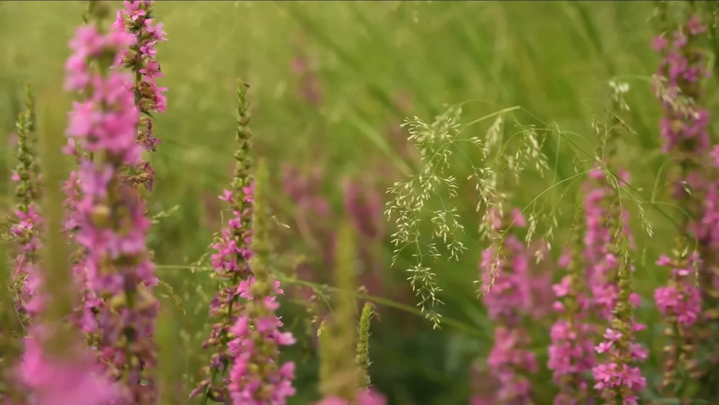 Лагуна парк