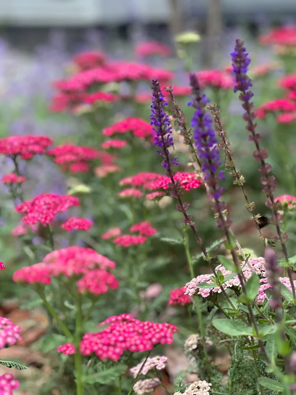 Лагуна парк