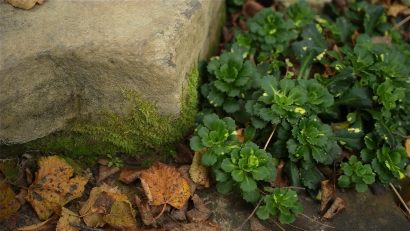 Ландшафтный дизайн проекта Новолеоново