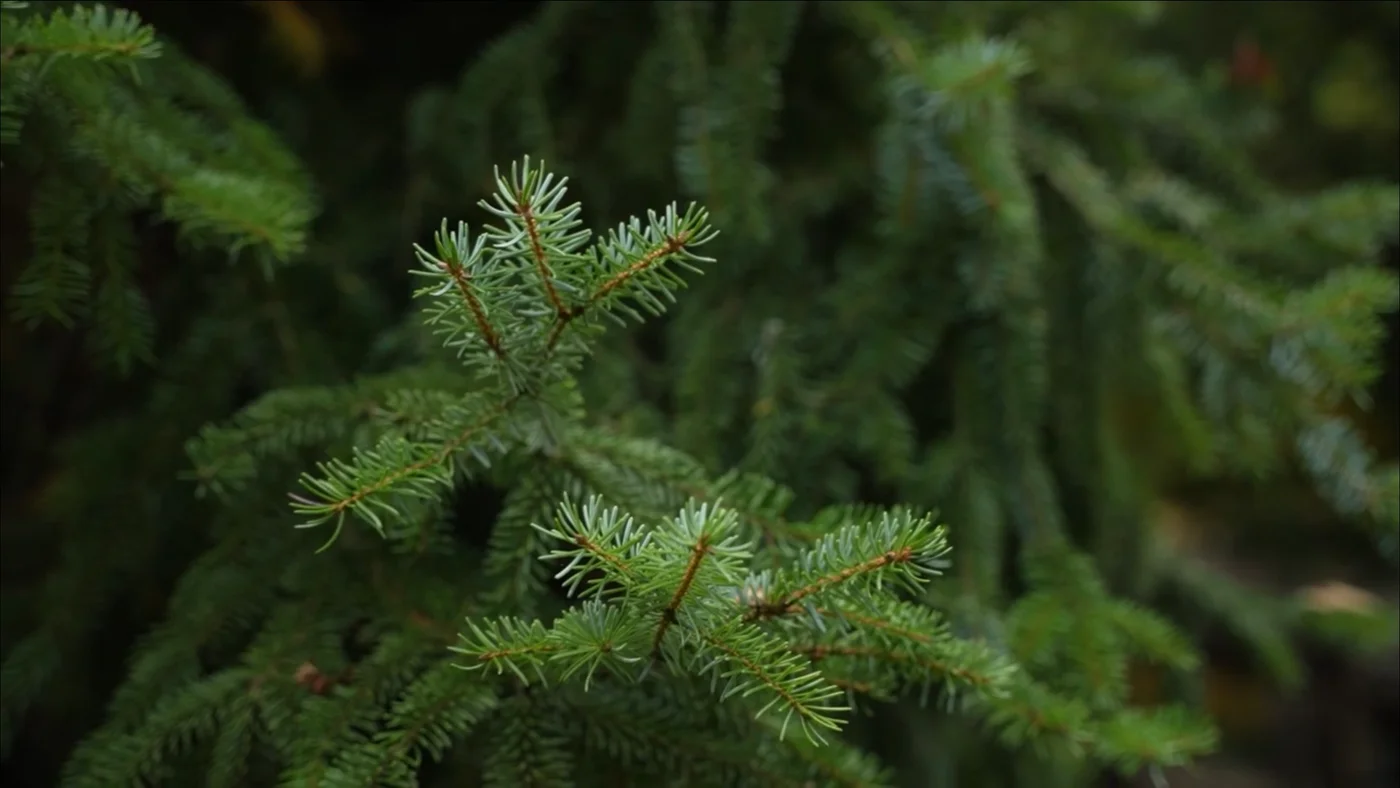 Новолеоново