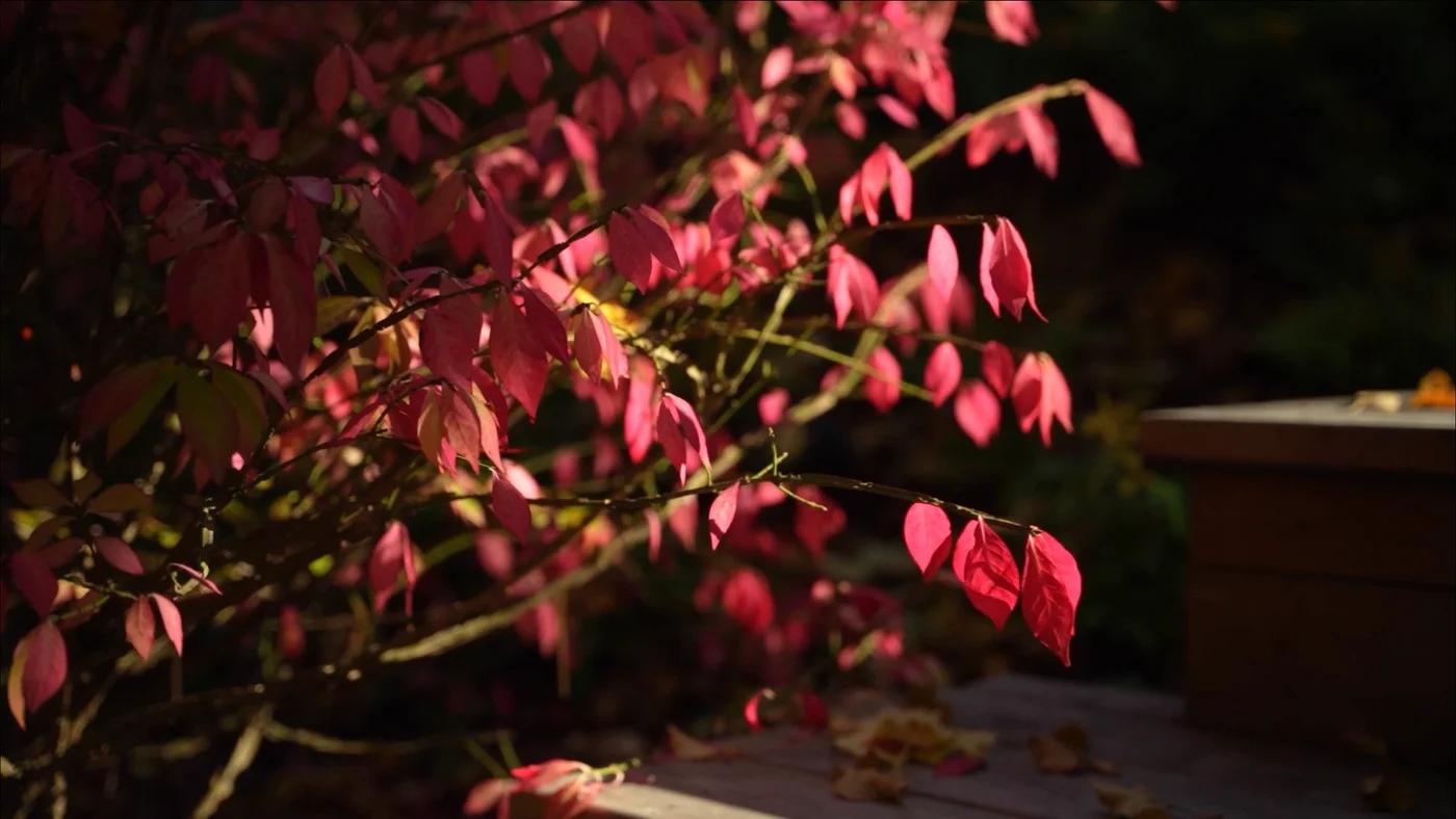 Новолеоново