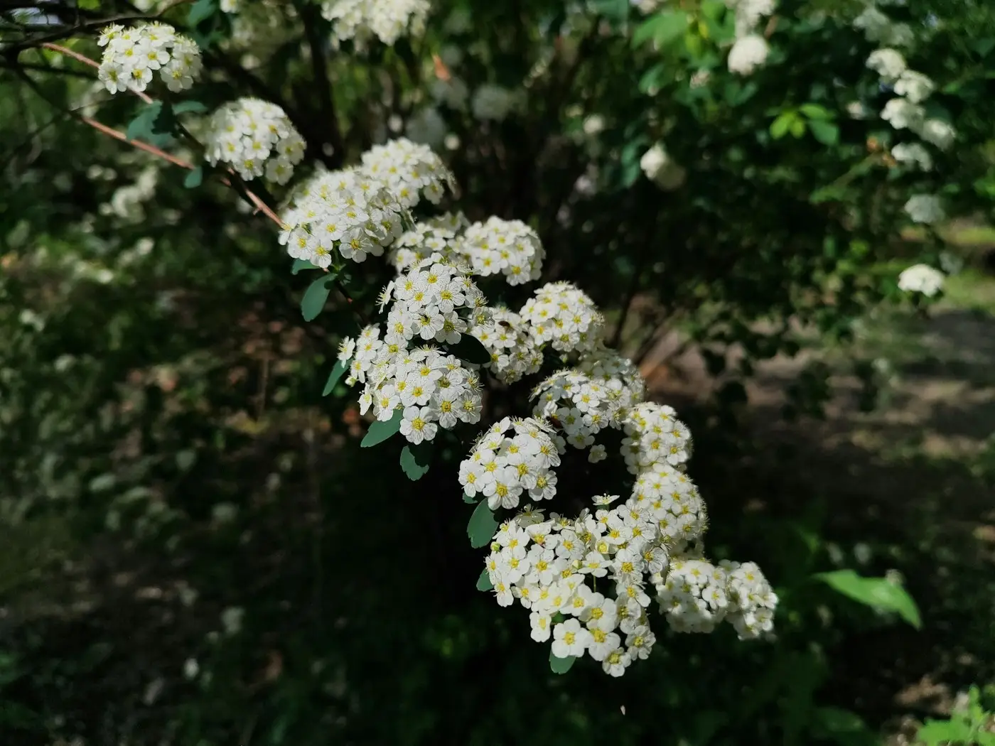 Белые каскады цветущей спиреи